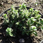 Origanum vulgare 'Hot and Spicy' - 