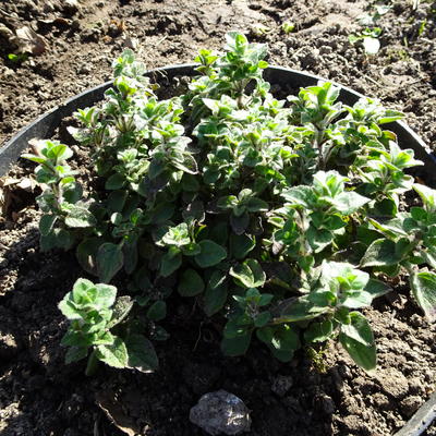 Origanum vulgare 'Hot and Spicy' - Origanum vulgare 'Hot and Spicy'