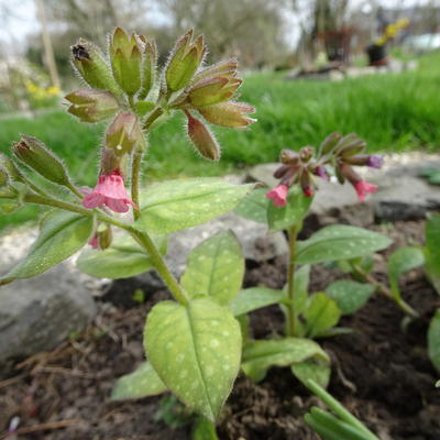 Pulmonaria saccharata 'Dora Bielefeld' - 