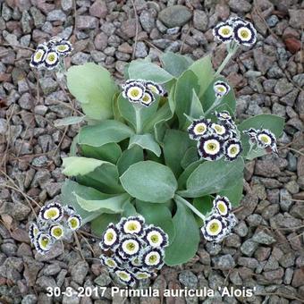 Primula auricula 'Alois'