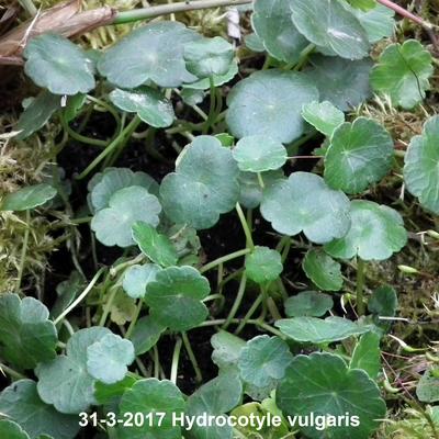 Gewöhnlicher Wassernabel - Hydrocotyle vulgaris