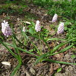 Muscari 'Pink Sunrise' - 