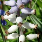 Muscari muscarimi - Traubige Schopfhyazinthe