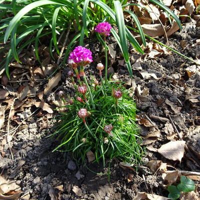 Armeria maritima 'Armada Rose' - 