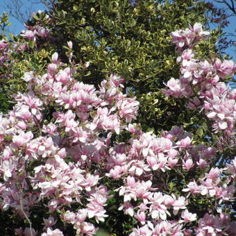 Magnolia x soulangeana