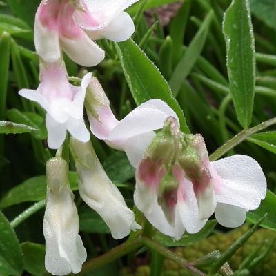 Lathyrus vernus 'Alboroseus' - 