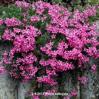 Phlox subulata