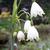 Leucojum aestivum 'Gravetye Giant'