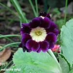 Primula auricula 'Argus' - 