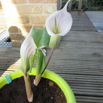 Arisaema candidissimum