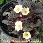 Primula vulgaris 'Drumcliffe' - 