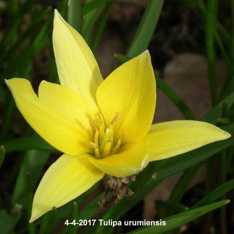 Tulipa urumiensis