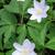 Anemone nemorosa 'Robinsoniana'