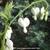 Lamprocapnos spectabilis 'Alba'