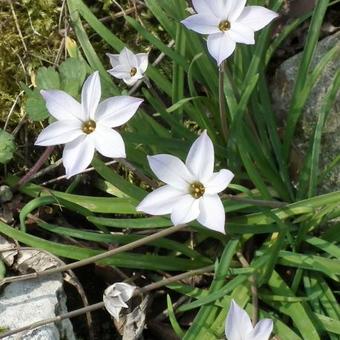 Ipheion uniflorum 'Wisley Blue'