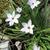 Ipheion uniflorum 'Wisley Blue'