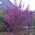 Cercis chinensis 'Avondale'