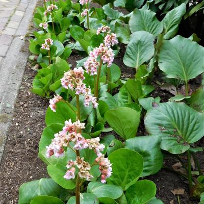 Bergenia cordifolia 'Schneekönigin' - 