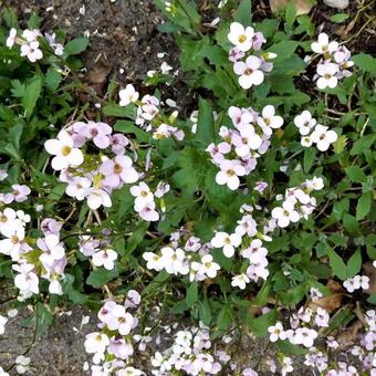 Arabis caucasica 'Snowcap'