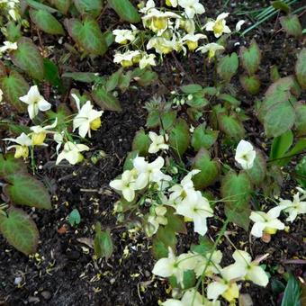 Epimedium x versicolor 'Sulphureum'