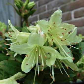 Rhododendron 'Shamrock'