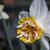 Narcissus 'Petit Four'