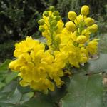 Gewöhnliche Mahonie - Mahonia aquifolium