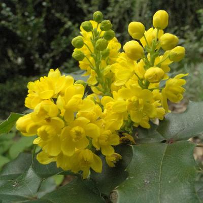 Mahonia aquifolium - mahonia à feuilles de houx