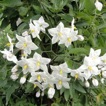 Solanum jasminoides