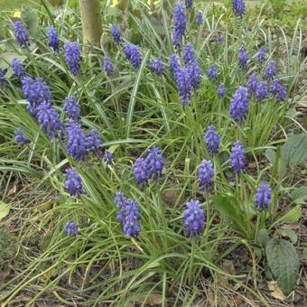 Muscari armeniacum