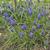 Muscari armeniacum