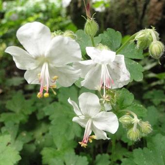 Geranium x cantabrigiense 'St. Ola'