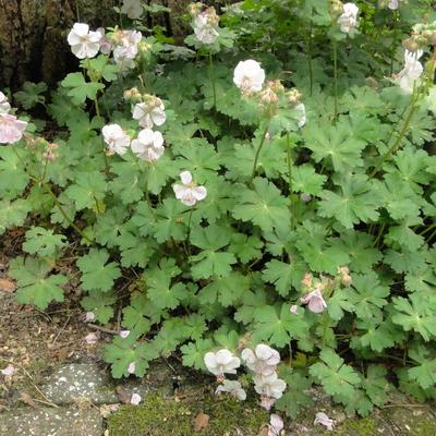 Geranium x cantabrigiense 'St. Ola' - Geranium x cantabrigiense 'St. Ola'