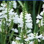 Physostegia virginiana 'Crown of Snow' - 