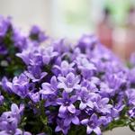 Campanula 'Ambella Blue' - 