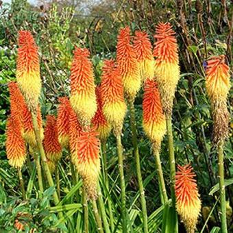 Kniphofia uvaria 'Royal Castle'