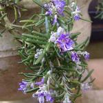 Rosmarinus officinalis (Prostratus Group) 'Rampant Boule' - 