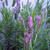 Lavandula stoechas