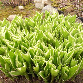 Hosta