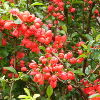 Chaenomeles japonica