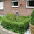 Buxus