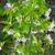 Trachelospermum jasminoides