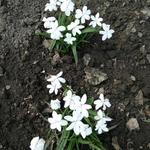 Rhodohypoxis x Rhodoxis 'Aurora' - 