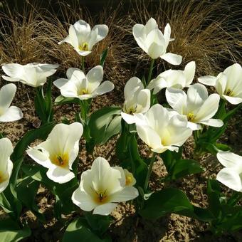 Tulipa 'Purissima'