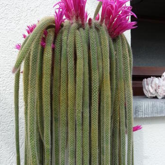 Disocactus flagelliformis