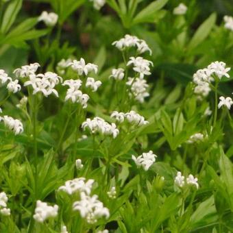 Galium odoratum