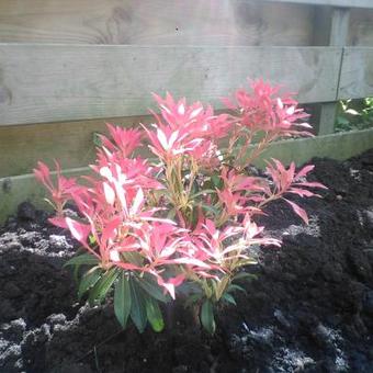 Pieris 'Forest Flame'