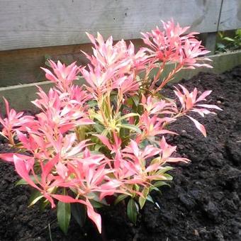 Pieris 'Forest Flame'