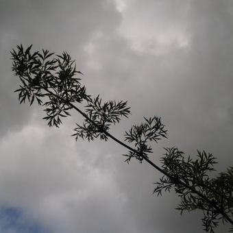 Sambucus nigra f. laciniata