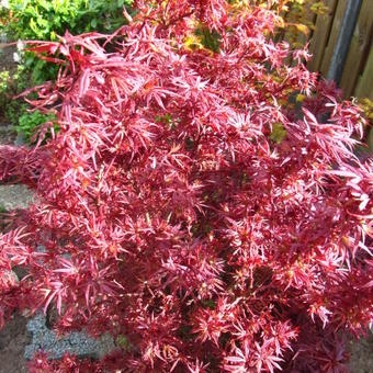 Acer palmatum 'Shaina'